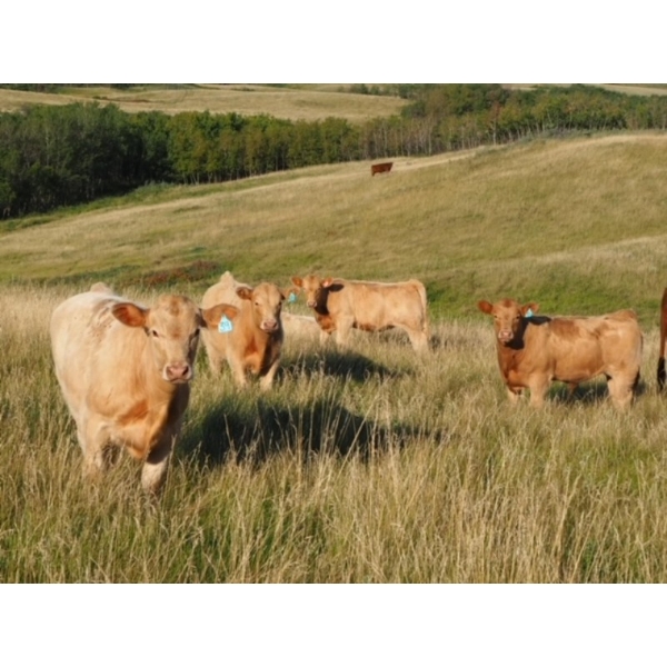 Indian Springs Land & Cattle - 600# October Delivery Steer Calves - 90 Head (Hussar, AB)
