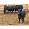 Image 14 : PSV Farms Ltd. - 880# May Delivery Heifers - 32 Head (Enchant, AB)