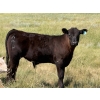 Image 5 : Justin & Kryston Tateson - 750# December Delivery Weaned Steers - 83 Head (Scandia, AB)