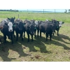 Image 5 : Jay Be Acres Ltd. - 950# July Delivery Grass Heifers - 62 Head (Deloraine, MB)