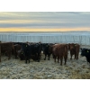 Image 4 : Kris Springer - 950# November Delivery Open Grass Heifers - 130 Head (Foam Lake, SK)
