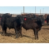 Image 8 : Blandford Farms Ltd. - 930# April/May Delivery Steers - 185 Head (Scandia, AB)