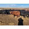 Image 7 : Wade Fewings - 650# March/April Delivery Steers - 71 Head (Pierson, MB) VBP+