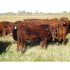 Image 2 : Wade & Frances Tobler - 575# October Delivery Steer Calves - 50 Head (Patricia, AB)