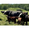 Image 4 : MG Cattle Co. Ltd. - 520# November Delivery Heifer Calves - 60 Head (Sangudo, AB)