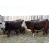 Image 3 : Birkenhagen Farms - 1020# January Delivery Steers - 61 Head (Carrot Creek, AB) VBP+