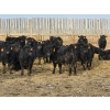 Image 2 : Bauer Ranching - 790# February Delivery Steers - 190 Head (Hilda, AB)