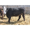 Image 4 : A&S Farms - 30 BWF Replacement Heifers (Coaldale, AB)