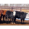 Image 12 : Dog River Ranch - 730# March/April Delivery Heifers - 43 Head (Corning, SK)