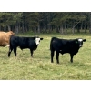 Image 6 : Bryce Medin - 760# November Delivery Steer Calves - 70 Head (Eckville, AB)