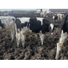 Image 4 : Wavy Lake Farming Co. - 635# Holstein Steers - 15 Head (Heisler, AB)