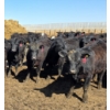 Image 11 : Amber Mountain Farms - 690# May Delivery Heifers - 200 Head (Vauxhall, AB)