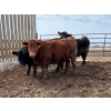 Image 2 : J & J Ranching - 1050# April Delivery Steers - 57 Head (Rhein, SK)