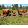 Image 3 : Cutting Edge/Holtry Creek - 540# November Delivery Heifer Calves - 110 Head (100 Mile House, BC)