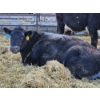 Image 2 : YV Ranch - 3 Hereford Heifers (Pen 519)