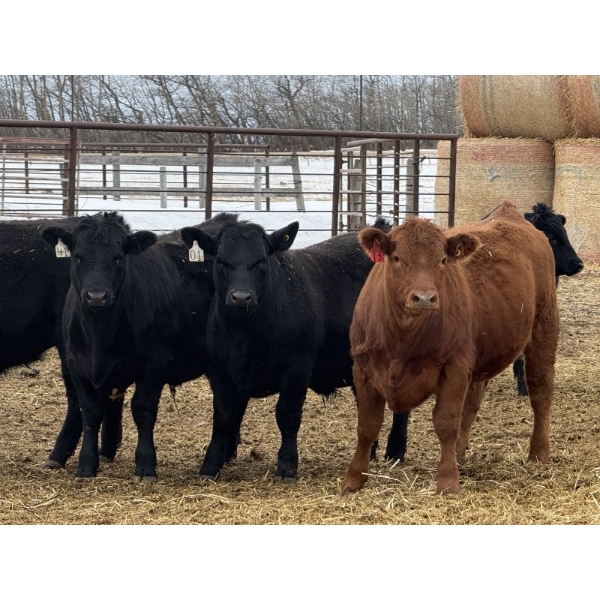 Attema Farms Ltd. - 975# March Delivery Steers - 64 Head (Bentley, AB)