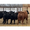 Image 1 : Attema Farms Ltd. - 975# March Delivery Steers - 64 Head (Bentley, AB)