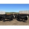 Image 3 : Hillsvale Farming Co. Ltd. - 40 Angus/Angus X Fed Steers (Cut Knife, SK)