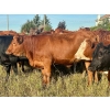 Image 12 : Valley View Ranch - 945# September Delivery Grass Heifers - 58 Head (Strathmore, AB)