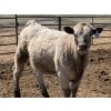 Image 10 : Dennis Bjelland - 975# May Delivery Heifers - 45 Head (Patricia, AB)