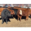 Image 2 : Lazy J Cattle Co. - 900# October Delivery Grass Steers - 120 Head (Cochrane, AB)