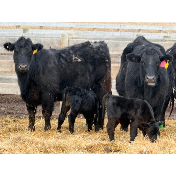Justin Tateson - 10 Black Angus X 1st Calf Pairs (Scandia, AB)