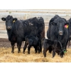 Image 1 : Justin Tateson - 10 Black Angus X 1st Calf Pairs (Scandia, AB)