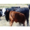 Image 7 : Lee Deschamps - 570# October Delivery Steer Calves - 45 Head (Rosemary, AB)