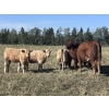 Image 4 : Jeff Smith - 625# October Delivery Heifer Calves - 65 Head (Sundre, AB)