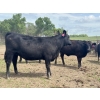 Image 8 : Turtleview Livestock - 850# June Delivery Heifers - 68 Head (Goodlands, MB) VBP+