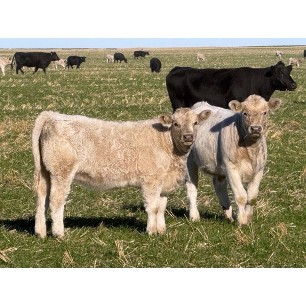 GW Murray Ranches - 630# November Delivery Heifer Calves - 90 Head (Rolling Hills, AB)