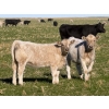 Image 1 : GW Murray Ranches - 575# November Delivery Heifer Calves - 80 Head (Rolling Hills, AB)