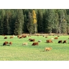 Image 14 : Squaw Valley Ranch - 750# October Delivery Steer Calves - 80 Head (Lumby, BC)