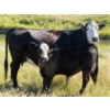 Image 3 : Rommens Farm Ltd. - 575# October Delivery Steer Calves - 65 Head (Brooks, AB)