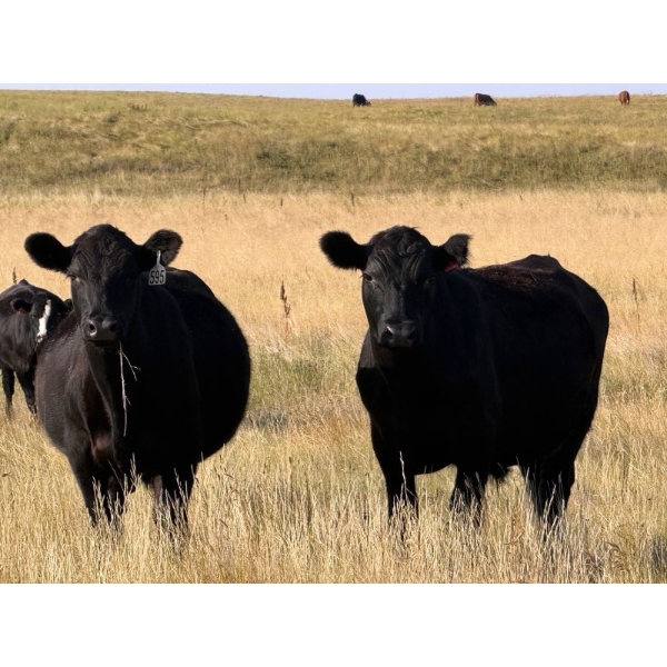 Riverbend Ranch - 1040# October Delivery Grass Steers - 280 Head (Scotfield, AB)