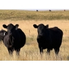 Image 1 : Riverbend Ranch - 1040# October Delivery Grass Steers - 280 Head (Scotfield, AB)