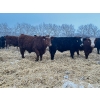 Image 12 : Chris Bartel - 1025# February Delivery Steers - 60 Head (Fort Vermilion, AB)