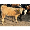 Image 5 : Luke & Jen Smith - 550# March Delivery Heifers - 110 Head (Rhein, SK)