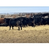 Image 7 : Luke & Jen Smith - 1025# June Delivery Steers - 116 Head (Rhein, SK)