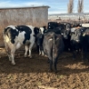 Image 3 : Idaho Dairies/Ranches - 54 Mixed (Burley, ID)