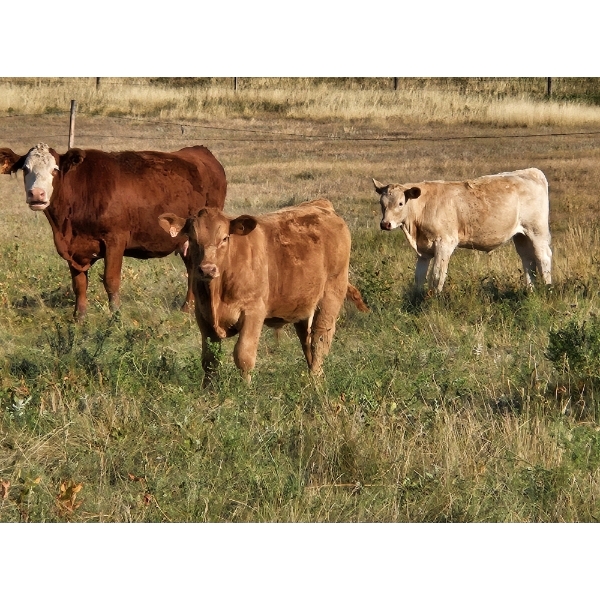 Logan Brothers (Rod, Barry & Bruce) - 710# October Delivery Steer Calves - 80 Head (Oyen, AB)