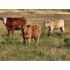 Image 1 : Logan Brothers (Rod, Barry & Bruce) - 710# October Delivery Steer Calves - 80 Head (Oyen, AB)