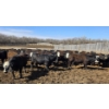 Image 4 : Bircham Ranch - 930# May Delivery Steers - 90 Head (Piapot, SK)