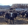Image 4 : Bircham Ranch - 920# March Delivery Steers - 200 Head (Piapot, SK)