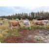 Image 2 : Holt Agri Ltd. - 600# October Delivery Heifer Calves - 34 head (Bashaw, AB)