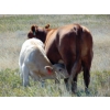 Image 5 : Jean Lamson - 620# October Steer Calves - 100 Head (Hanna, AB)