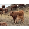 Image 5 : South Ridge Simmentals - 20 RBF/RWF 1st Calf Pairs (Picture Butte, AB)