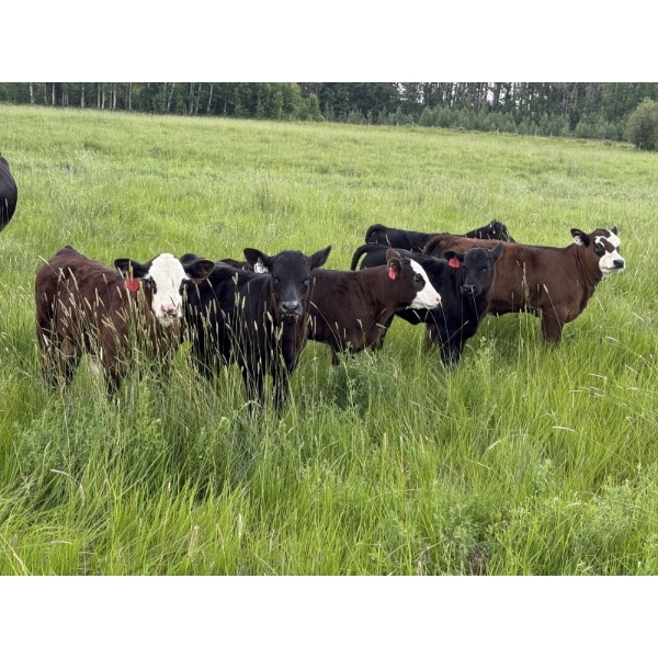 Greg Bramall - 630# November Delivery Steer Calves - 75 Head (Eckville, AB)