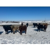 Image 3 : 9 - 9 Ranch Ltd. - 720# February Delivery Steers - 50 Head (Coronation, AB)