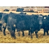 Image 3 : Stahlville Colony - 980# January Delivery Steers - 147 Head (Rockyford, AB)